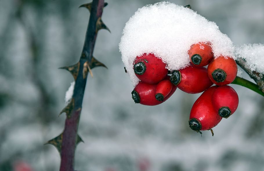 Rose Hip, Winter, Cold, Ice, Snow, Frost, nature, red, frozen HD wallpaper