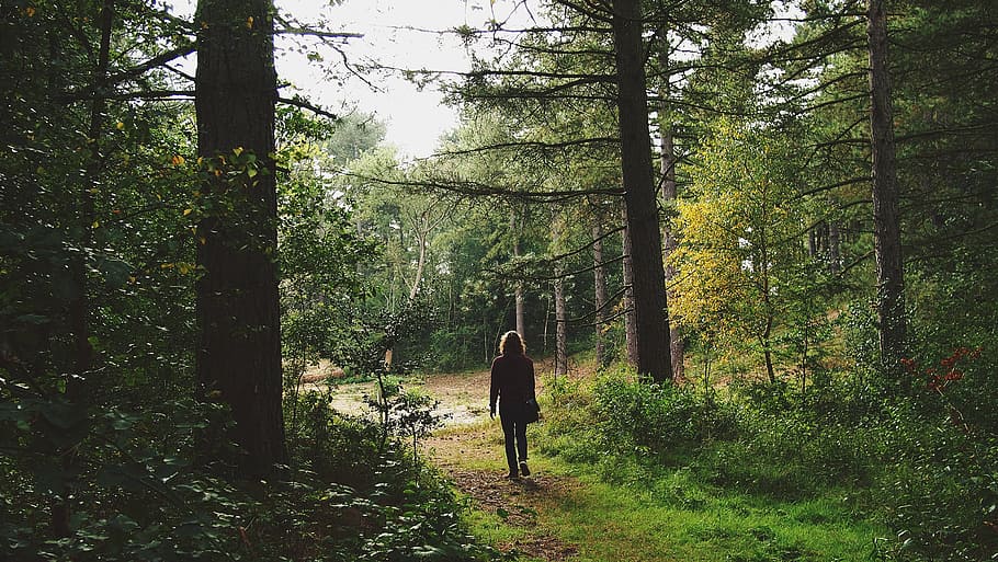 woman standing in between green leafed trees, walking, trip HD wallpaper