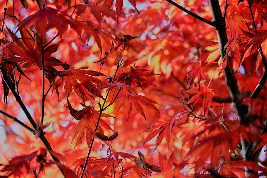 autumn, maple, leaves, red, foliage, leaf, change, maple tree HD wallpaper
