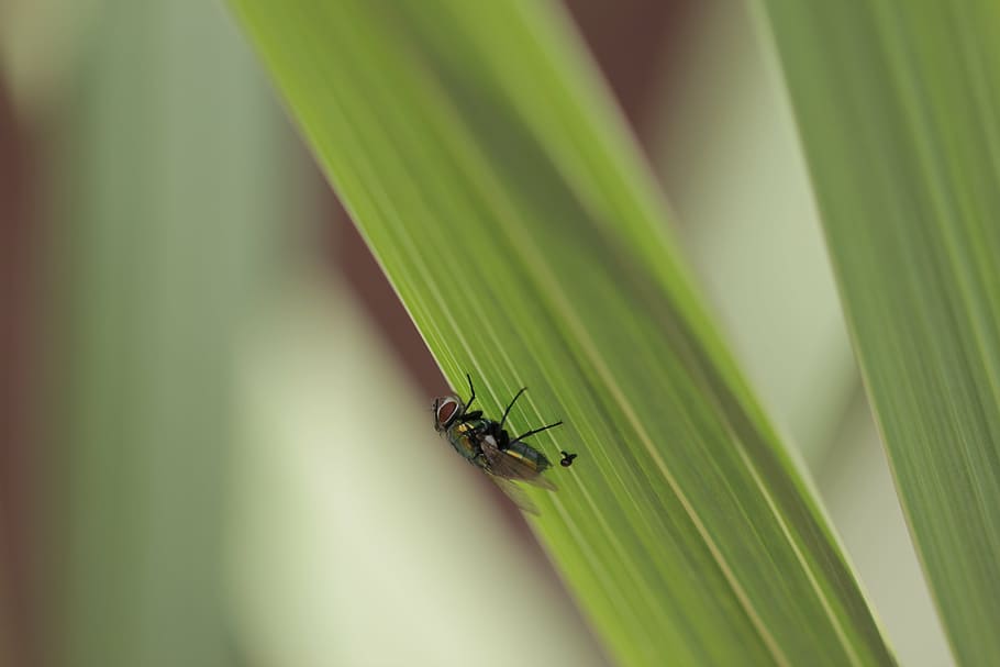 macro, fly, grass, outside, green, up close, insect, animal wildlife HD wallpaper