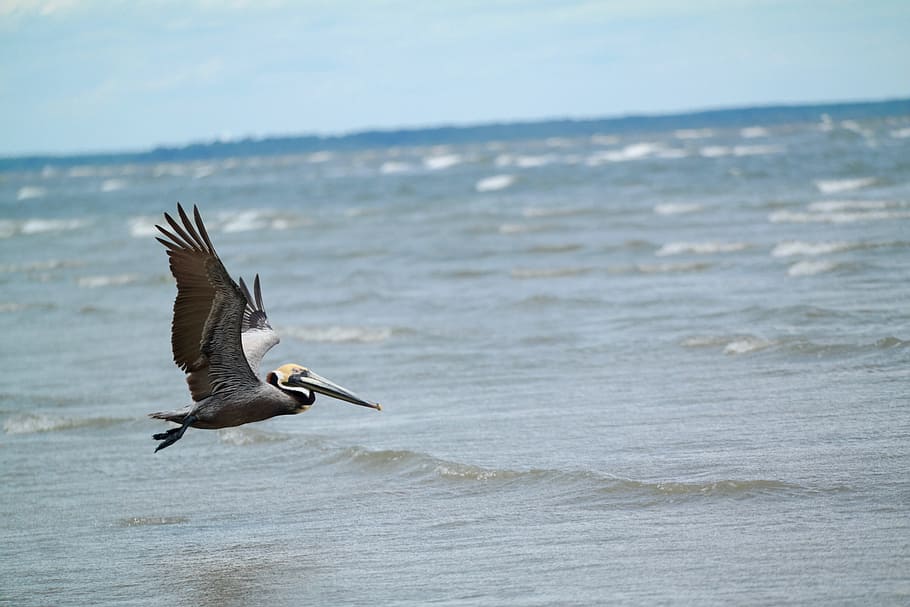 pelican flying above water, brown pelican flying above ocean HD wallpaper