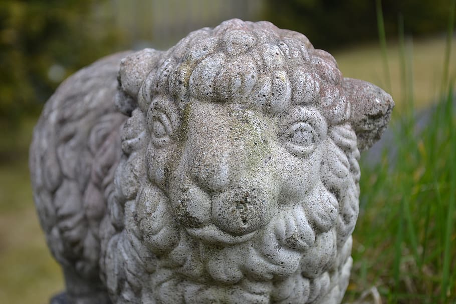concrete, garden, lamb, sheep, close-up, focus on foreground HD wallpaper