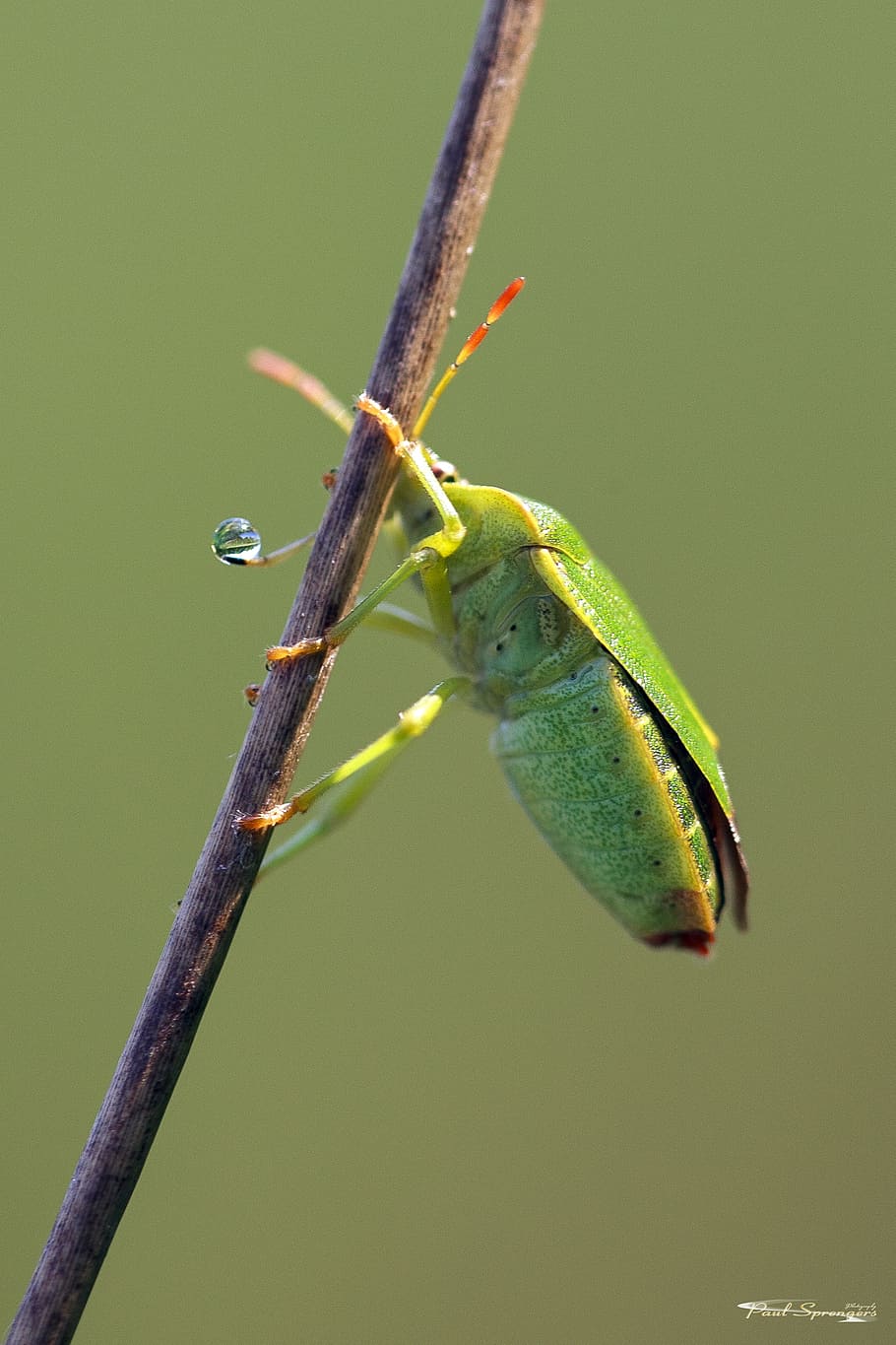 bug, macro, close up, wants, animals in the wild, animal wildlife HD wallpaper