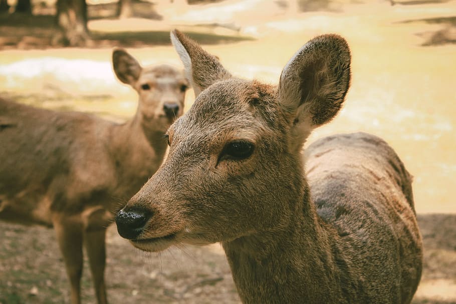 Deers in Nara park, animals, mammal, nature, wildlife, stag, outdoors, HD wallpaper