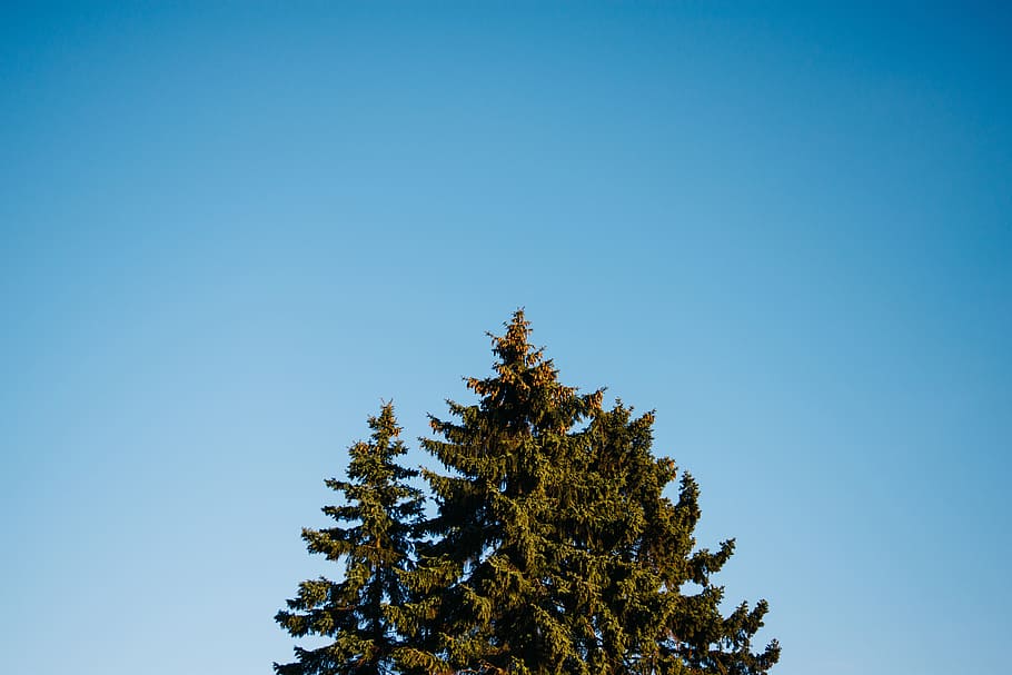 Blue, Sky, Trees, Nature, pine tree, clear sky, no people, day HD wallpaper