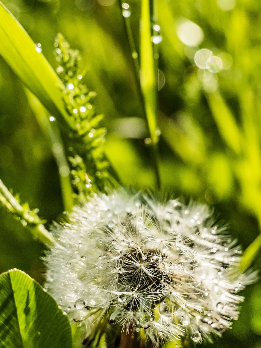 dandelion, macro, close, plant, growth, flower, beauty in nature HD wallpaper