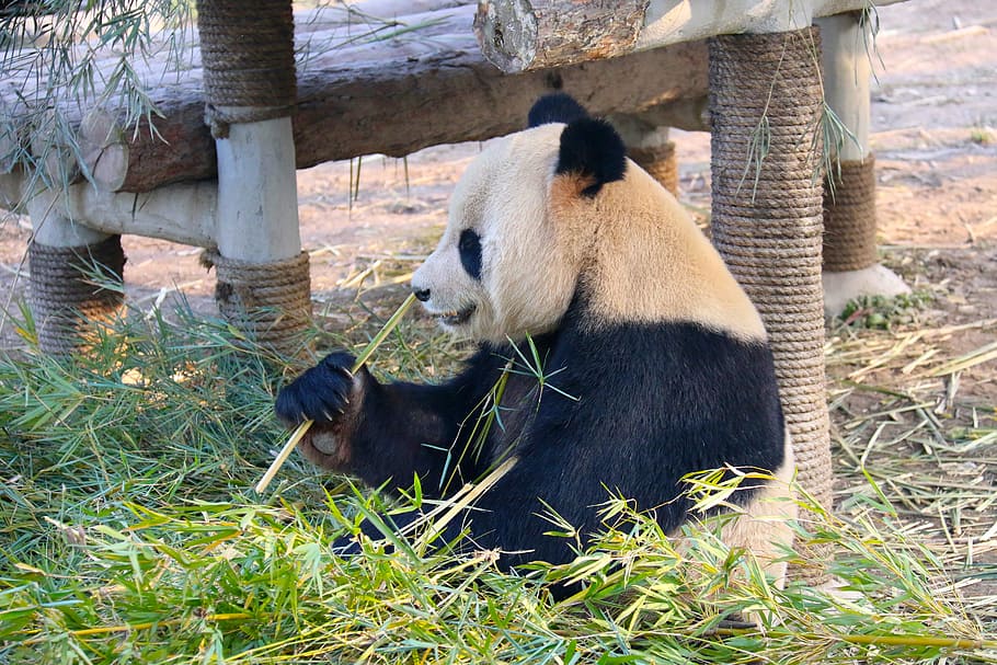 Panda, Animal, Zoo, one animal, bear, animal themes, panda - animal HD wallpaper