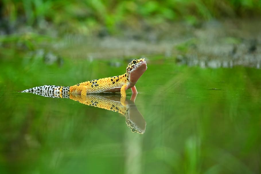 mirror, shadow, gecko, one animal, animals in the wild, animal themes HD wallpaper