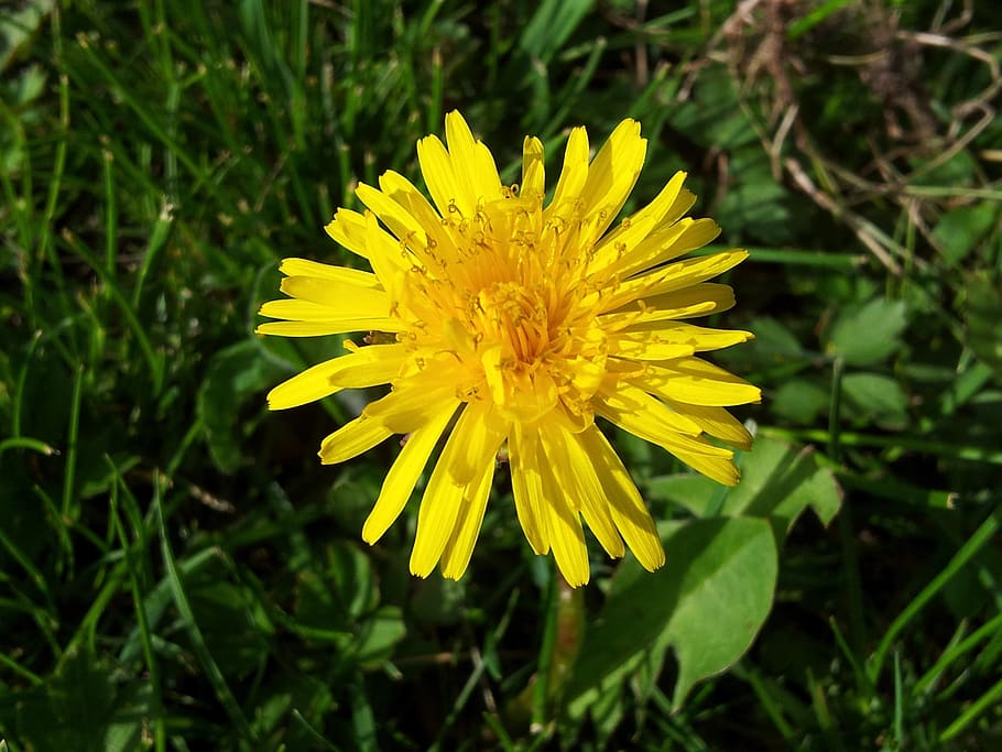grass, spring, dandelion, flower, flowering plant, yellow, freshness HD wallpaper