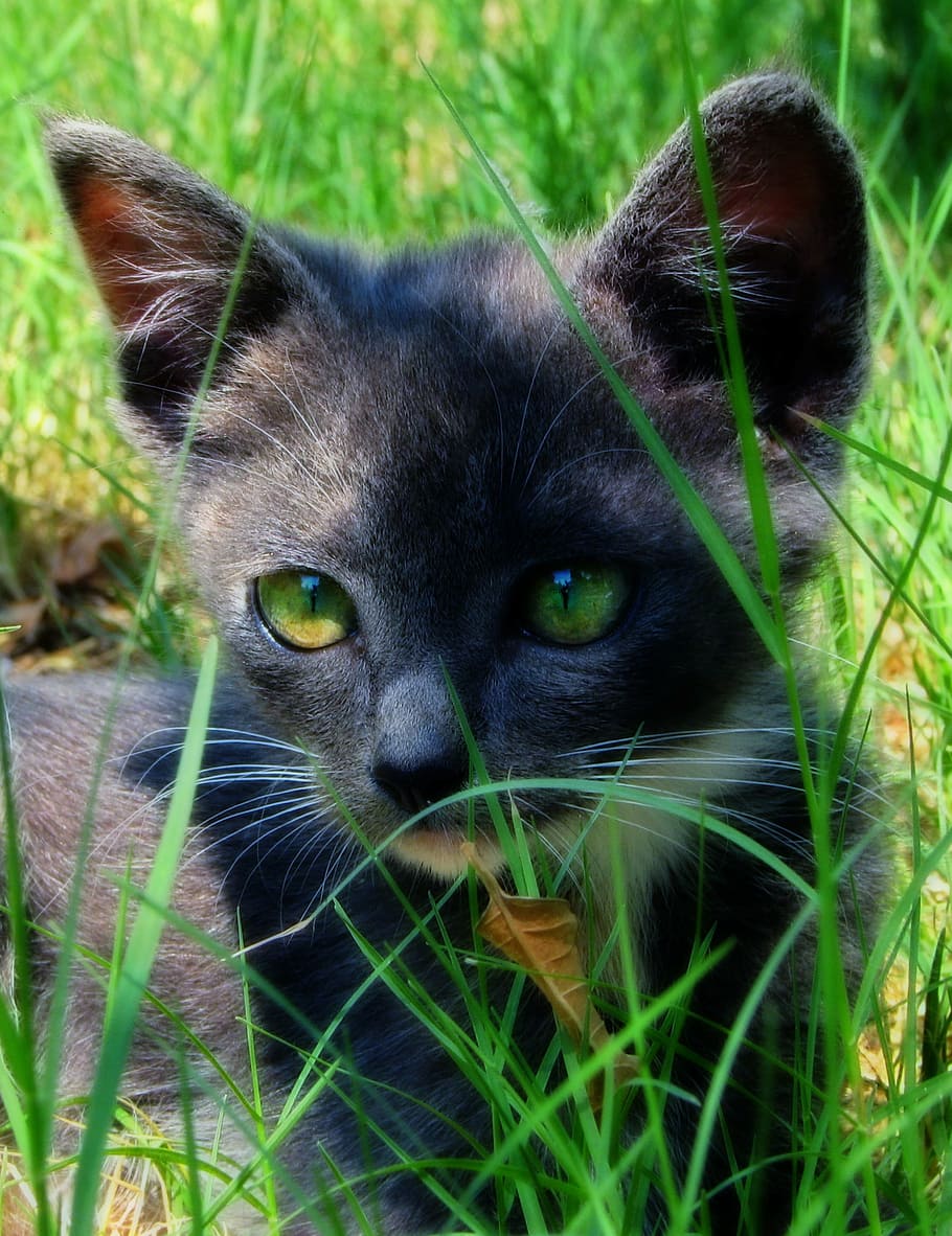 cat, grass, green, pet, feline, kitty, summer, domestic Cat HD wallpaper