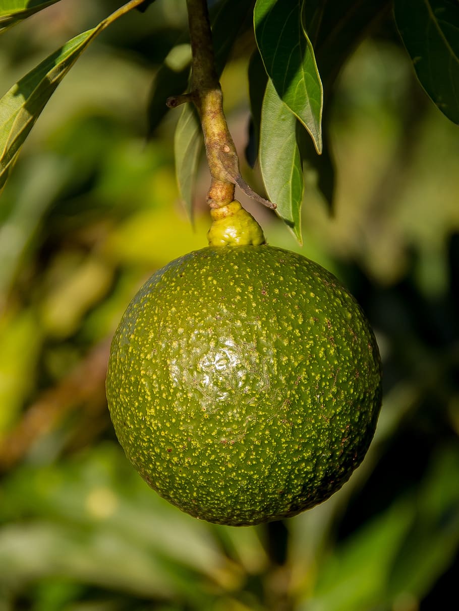 авокадо доминикана