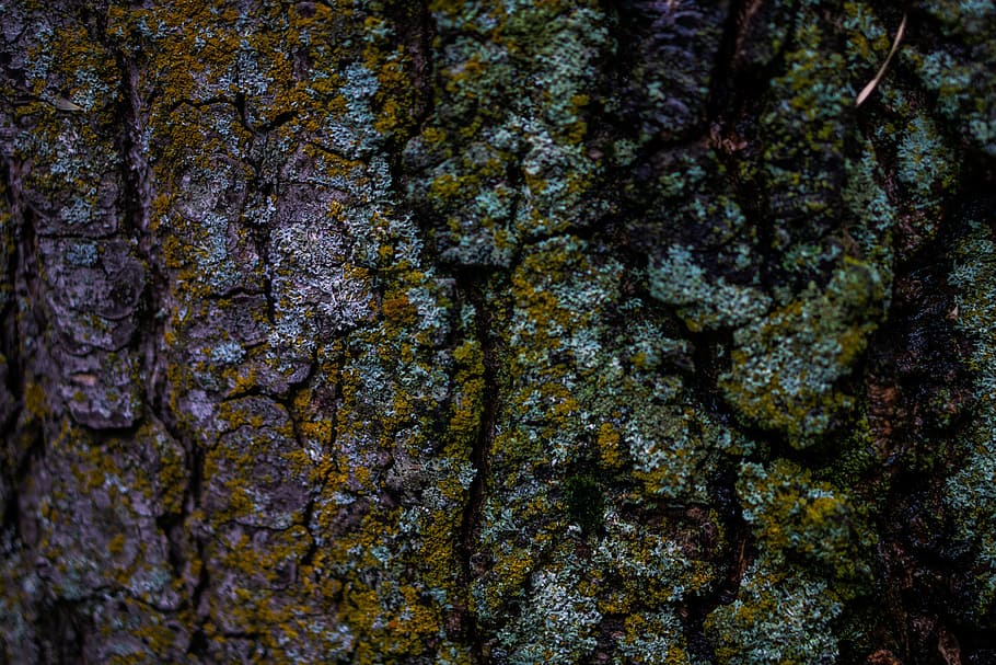 tree, wood, moss, plant, full frame, textured, backgrounds HD wallpaper
