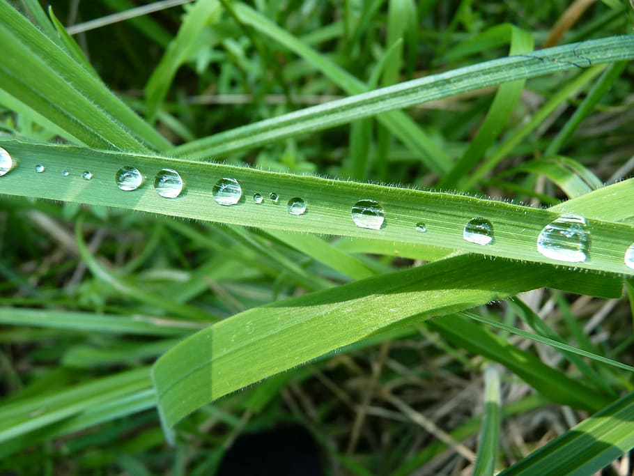 Dew, Dewdrop, Grass, Green, Nature, dewdrop grass, morgentau HD wallpaper