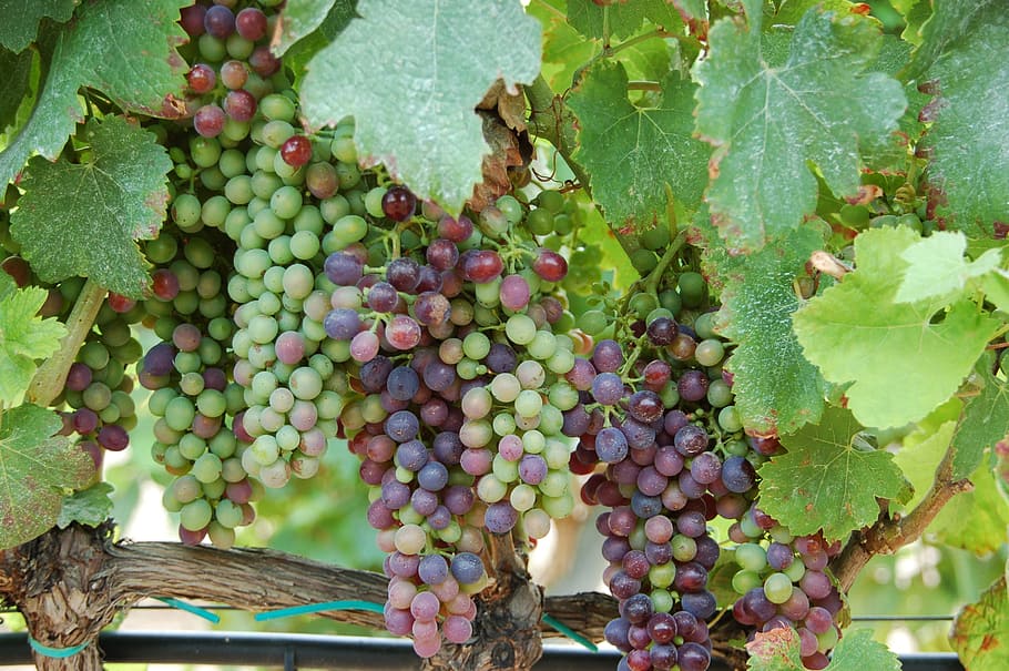 closeup photography of grape vineyard, Grapes, Wine, Spain HD wallpaper