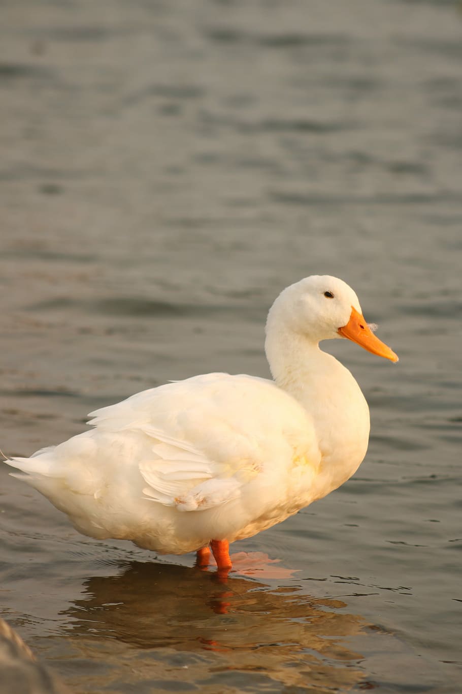 Duck, Bird, River, Water, Pond, white feather, nature, animal HD wallpaper