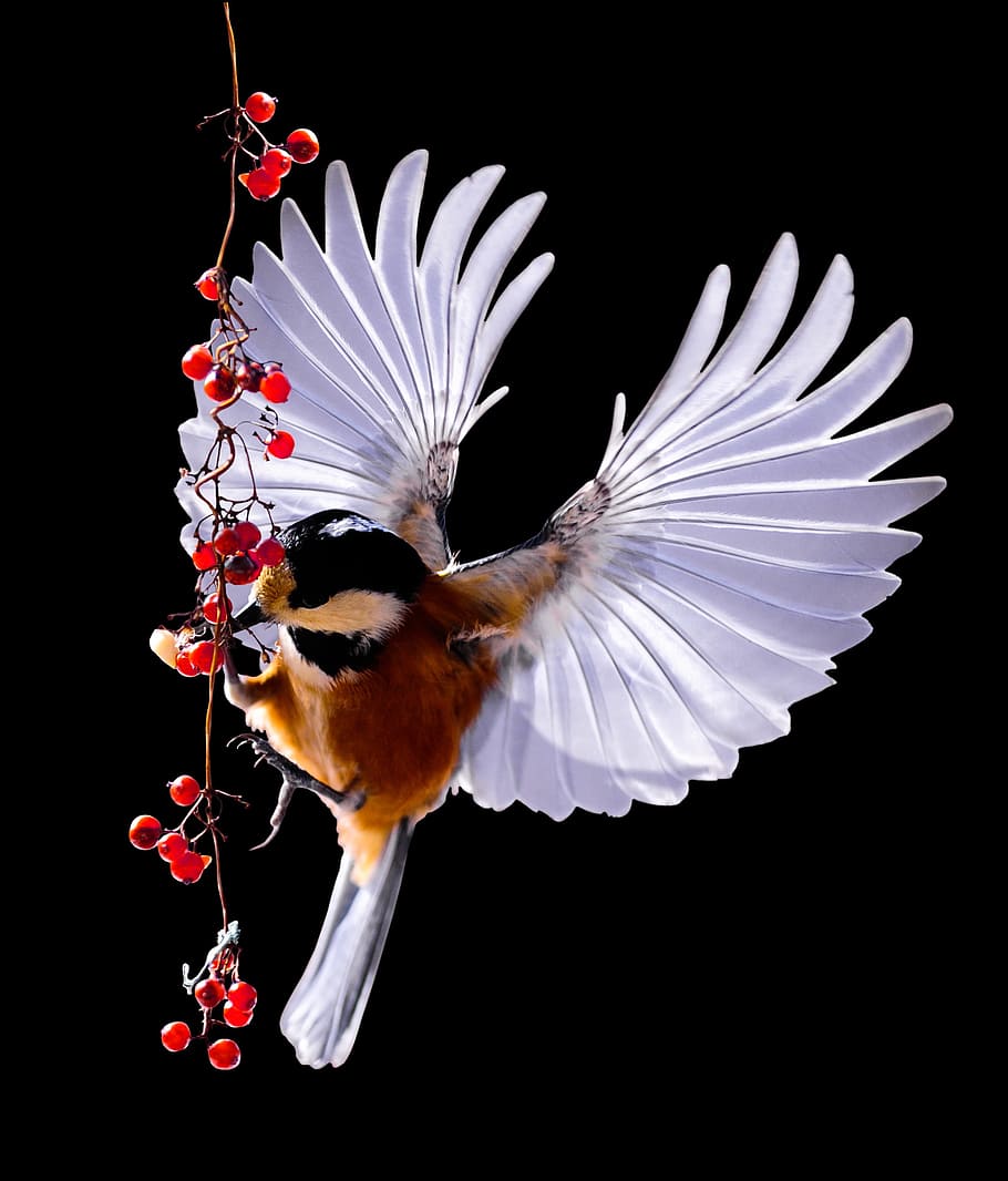 brown chickadee, tit, bird, fly, berries, rowanberries, feed HD wallpaper