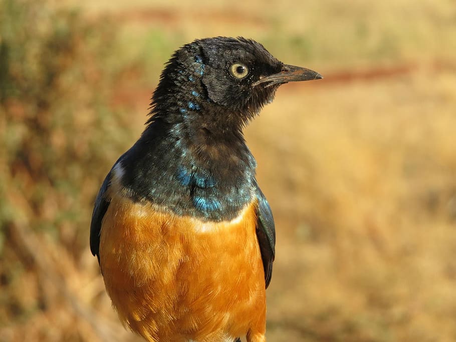 Starling, Orange, Bird, Feather, Fly, wildlife, colorful, close HD wallpaper