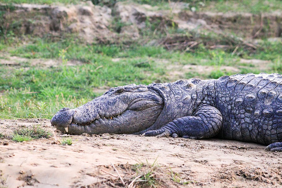 crocodile, animal, wildlife, animal of nepal, chitwan national park, HD wallpaper