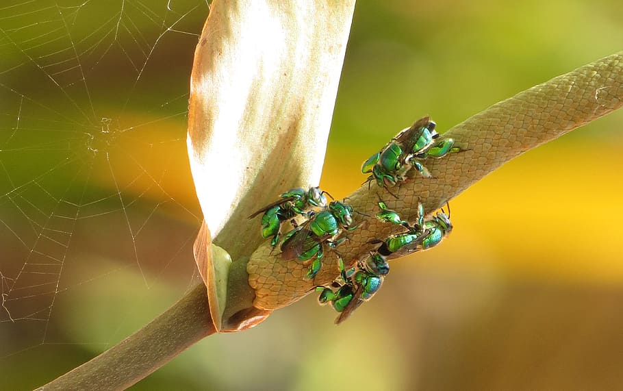 insect, nature, outdoors, leaf, wild life, armenia, animal themes HD wallpaper