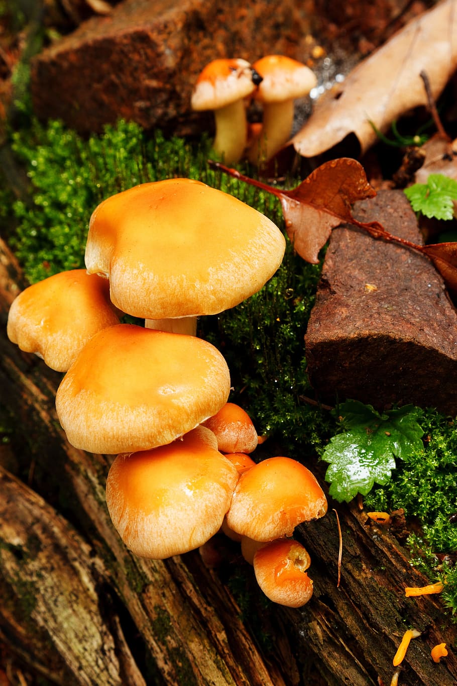 Autumn, Botanical, Brown, Cap, Fall, flora, forest, fungi, fungus HD wallpaper