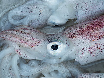 raw squids, octopus, eye, seafood, fischer, eat, meal, market HD wallpaper