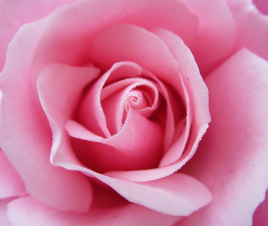 dew, garden, flower, flowering plant, beauty in nature, rose HD wallpaper