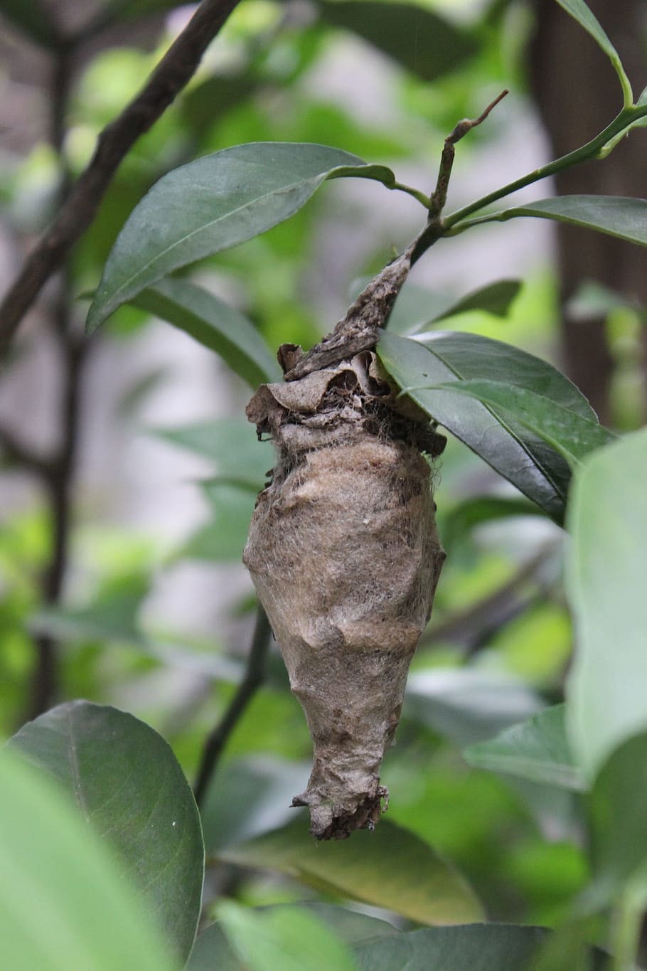 Cocoon, Caterpillar, Metamorphosis, one animal, leaf, no people HD wallpaper