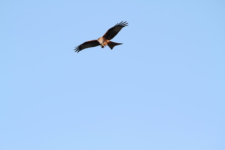 red kite, raptor, flight, prey, hawk, bird, wildlife, fly, flying HD wallpaper