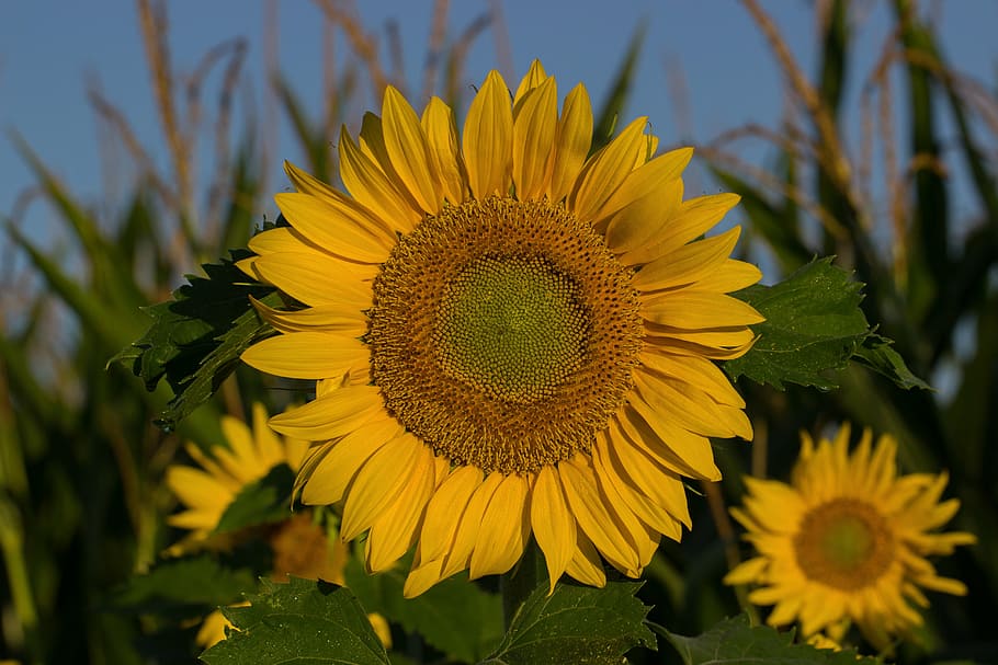 sun flower, summer, composites, blossom, bloom, yellow, edge of field HD wallpaper
