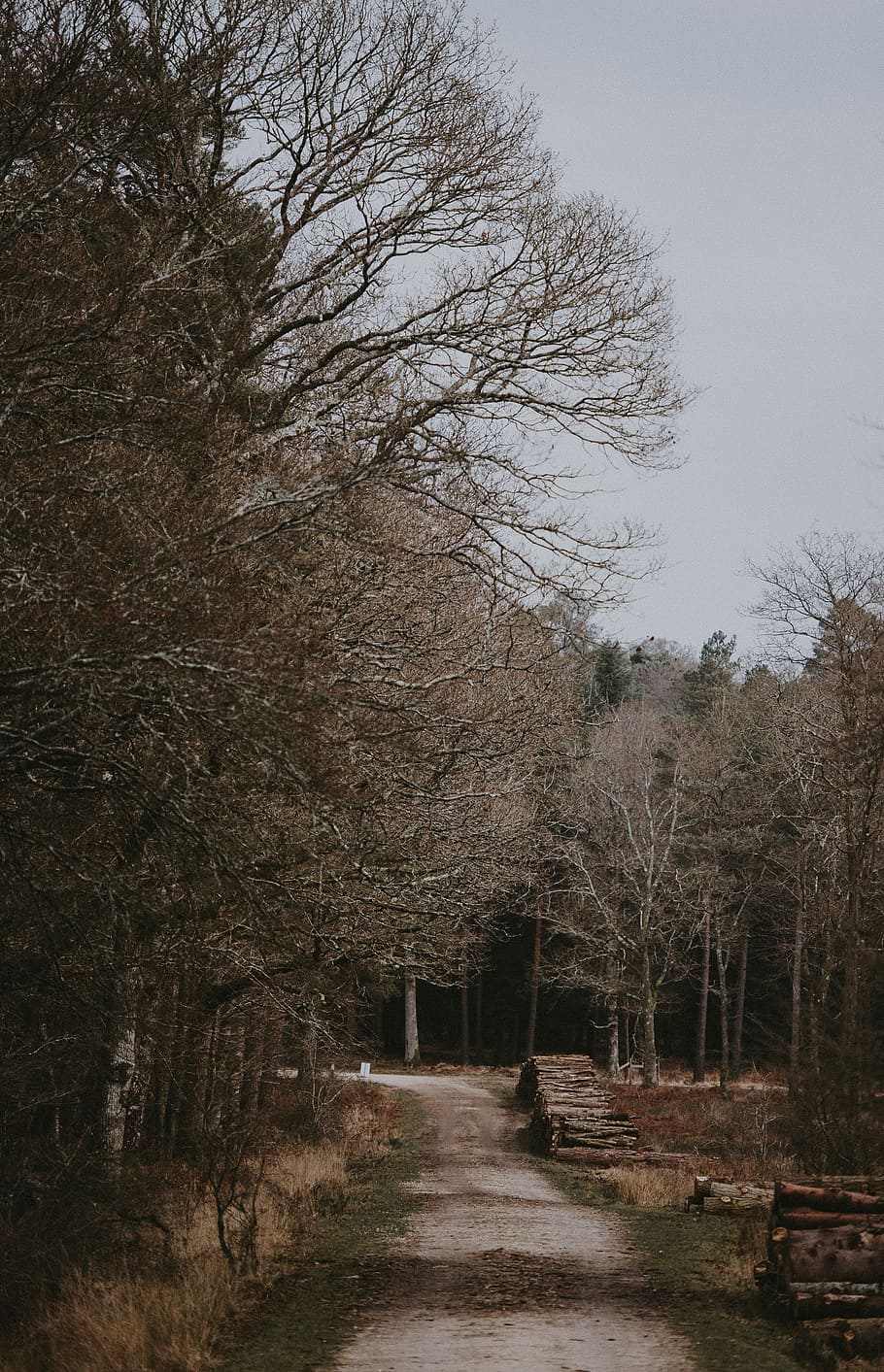 Forest track, pathway surrounded by trees, woodland, cloud, plant HD wallpaper