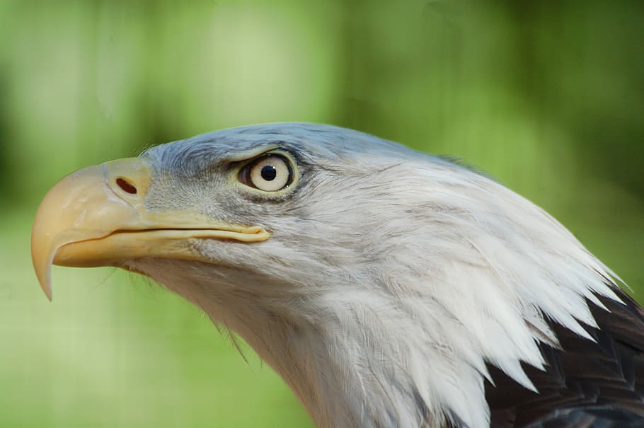 selective focus photography of eagle, bird, nature, natural HD wallpaper