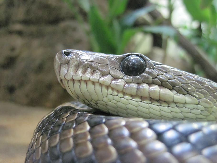 snake, eye, close, macro, reptile, terrarium, scale, snakehead HD wallpaper