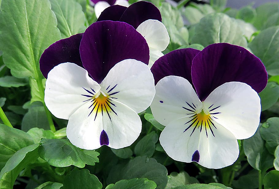 white and purple petaled flowers, plant, thinking, viola, violet HD wallpaper