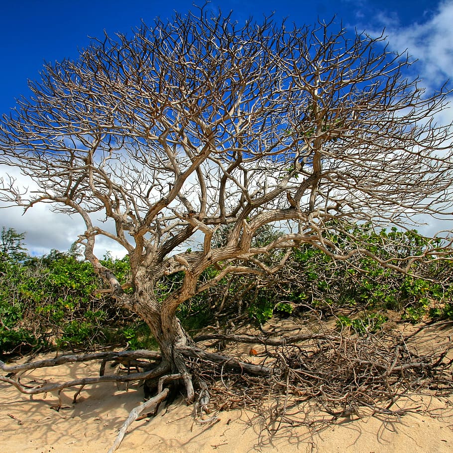 Tree, Branch, Tree Branch, Branches, tree branches, nature HD wallpaper