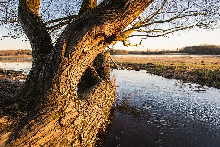 elbe, high water, evening, river, current, nature, mood, sunset HD wallpaper