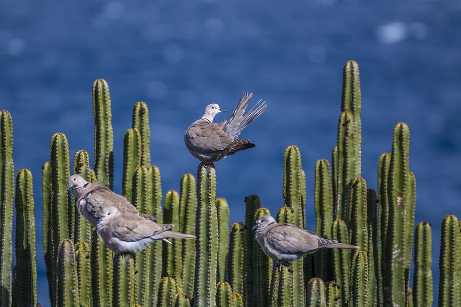 pigeons, cactus, sea, prickly, nature, canary islands, green, HD wallpaper