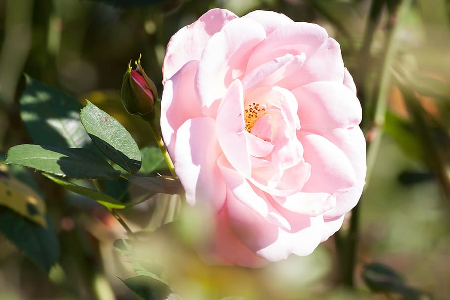 rose, composites, flowers, summer, nature, plant, green, pastellfarben HD wallpaper