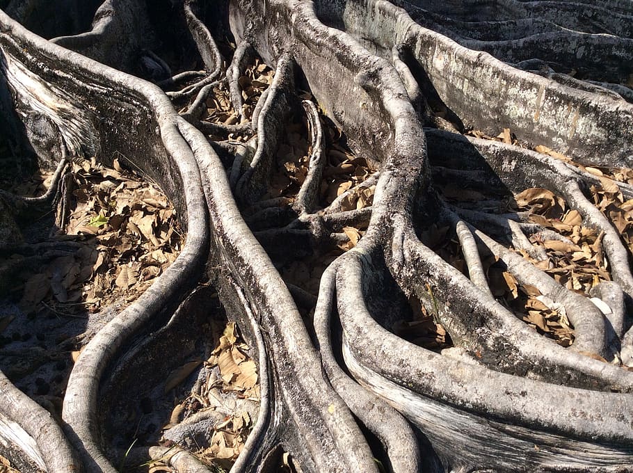 roots, trees, woods, grey, gray, large, stems, wooden, woody HD wallpaper