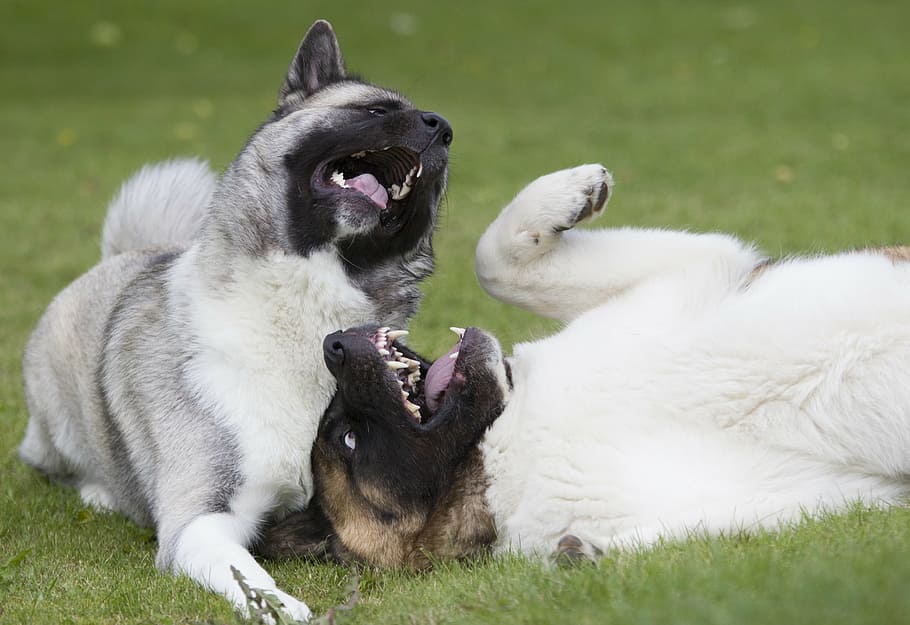play, dog, grass, green, two, outdoor, pets, animals, happy HD wallpaper