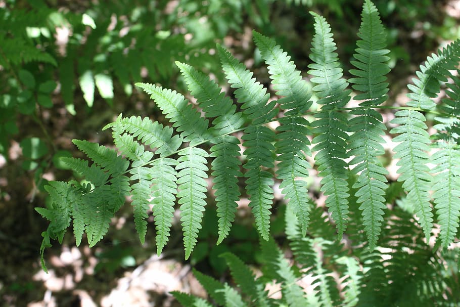 fern, forest, green, leaf, nature, plants, green color, growth HD wallpaper