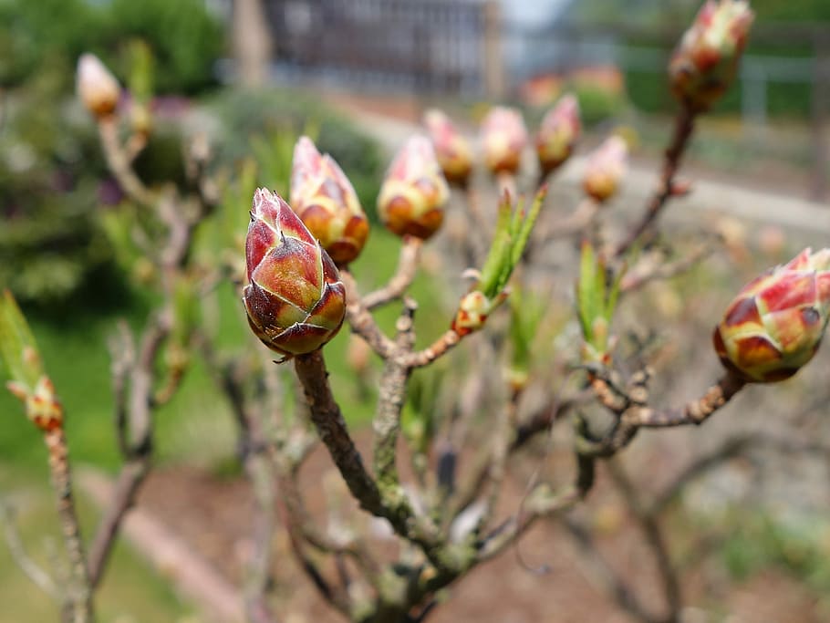 Rhododendron, Plant, Spring, bud, flowers, flowering shrub HD wallpaper