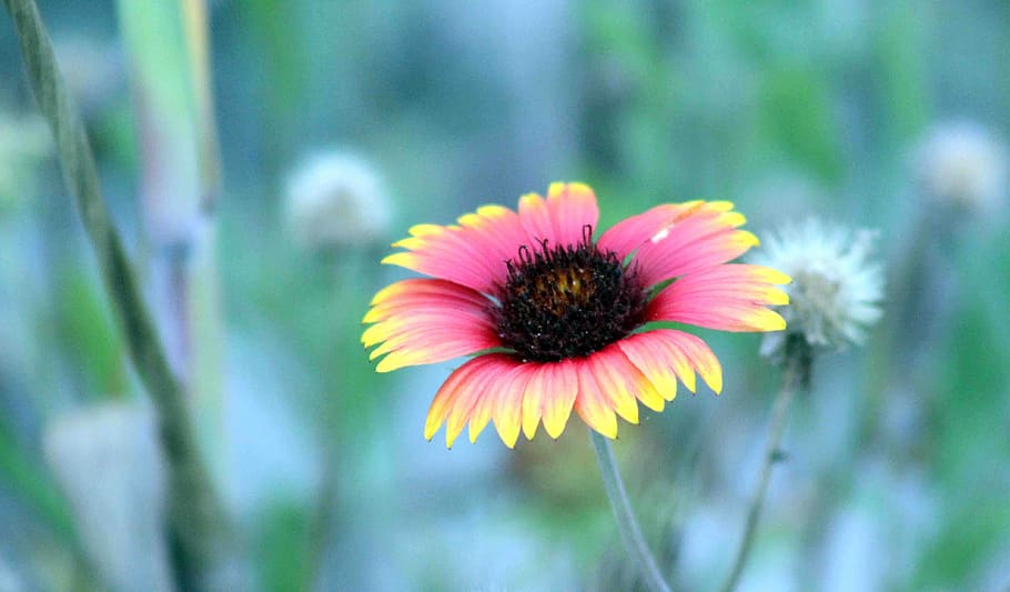 pink and yellow gaillardia flower in selective focus photography HD wallpaper