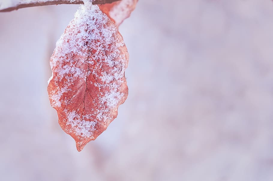 brown snowy leaf, leaves, winter, dry, frozen, nature, close HD wallpaper