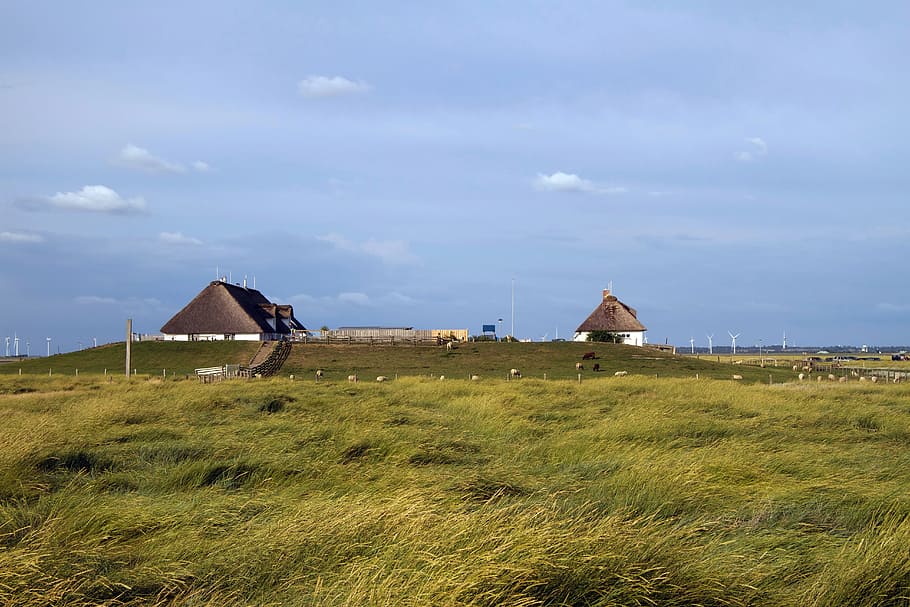 Hamburger Hallig, Wadden Sea, North Sea, salt meadow, coast, HD wallpaper