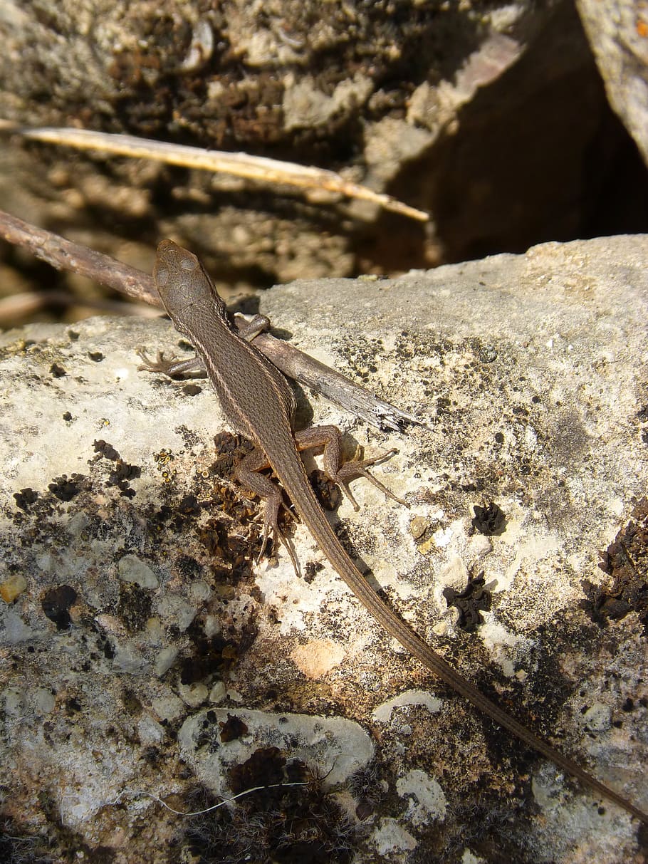 lizard, rock, sargantana, light, summer, park, zoo, character HD wallpaper