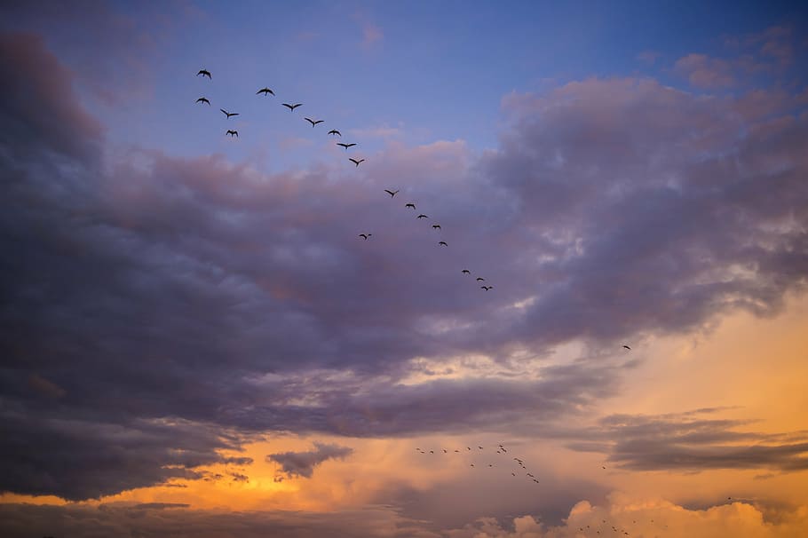 low angle photography of silhouette of flock of birds flying under the clouds