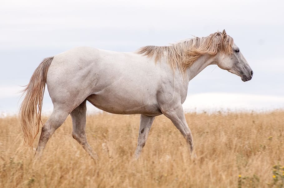 white horse on brown grass field during daytime, horses, grey, HD wallpaper