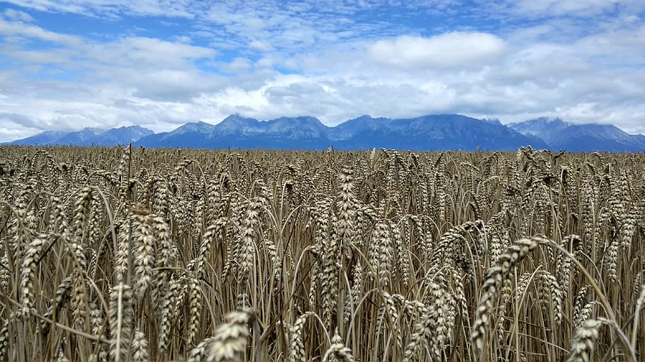 vysoké tatry, field, ears, agriculture, nature, farm, rural Scene HD wallpaper