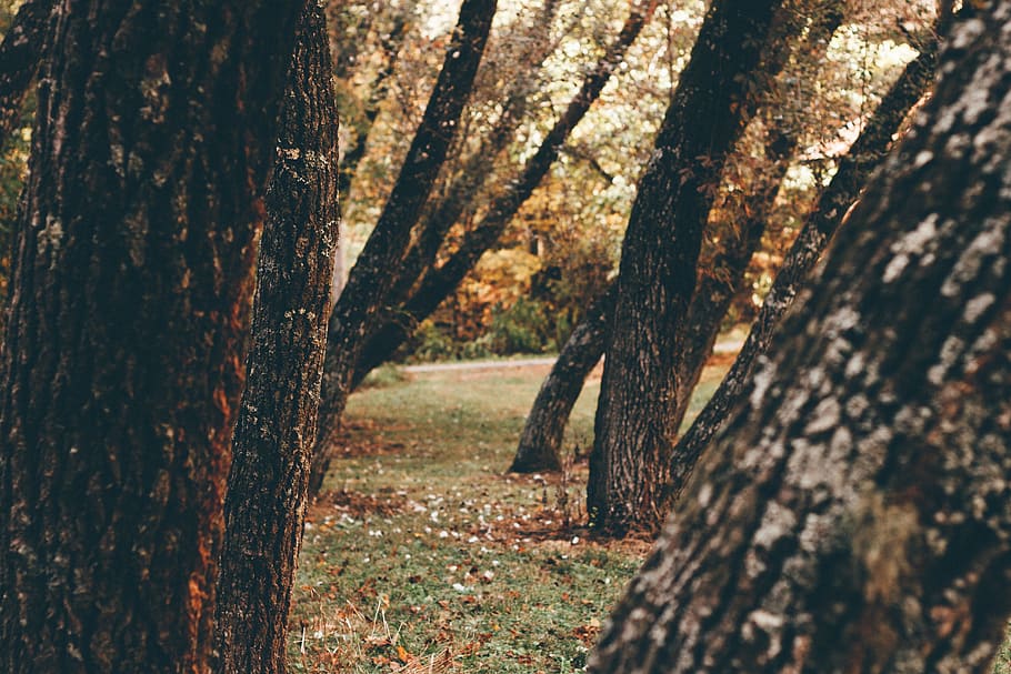tree, plant, nature, grass, autumn, fall, tree trunk, forest HD wallpaper