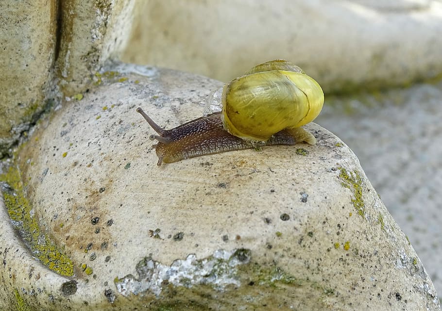 snail, shellfish, garden snail, view, housing, mollusk, gastropoda HD wallpaper